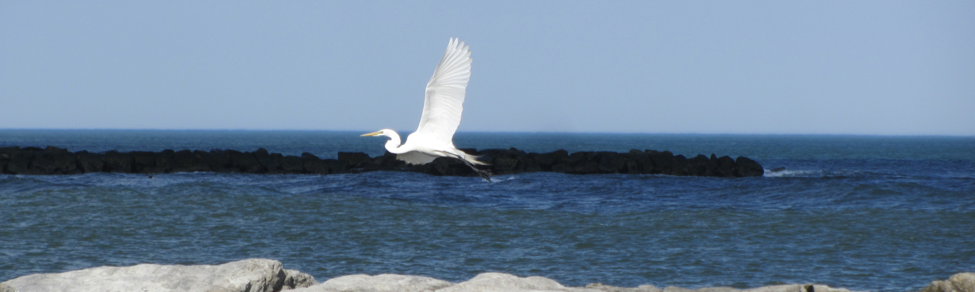 LBI bird watching